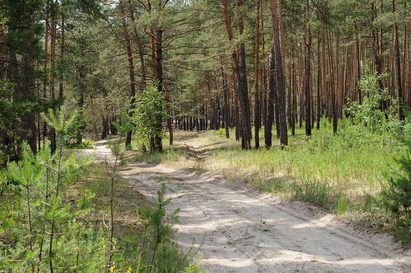 Хмельницький ліс